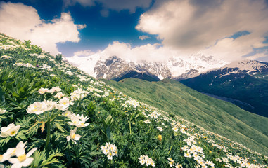 Fototapeta premium Fields of blooming white flowers in the Caucasus mountains.