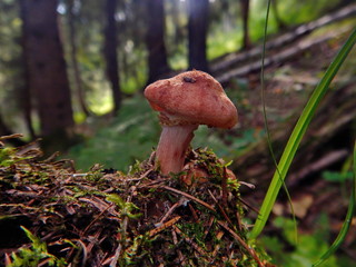 Hunting for mushrooms