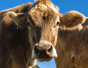 Cow muzzle on a meadow on the field in Switzerland on the background of the Swiss Alps
