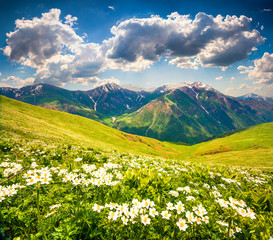 Fototapeta na wymiar Fields of blooming white flowers in the Caucasus mountains in June.