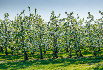 Fototapeta na wymiar Apple blossoms in spring
