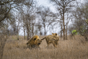 African lion in Kruger National park, South Africa