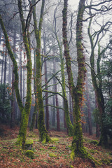 Obraz premium Autumn