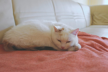 kot śpiący na sofie - obrazy, fototapety, plakaty