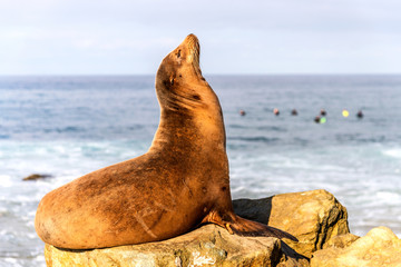 Mature California Sea Lion resting on rocks on Dana Point Beach