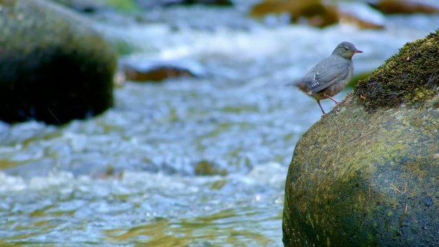 American dipper water ouzel cute bird cleaning stretching by a creek Columbia River Gorge Oregon 08