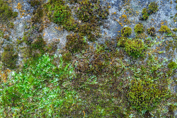 Hintergrund mit Moos und Stein