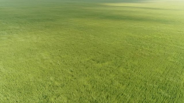 Top view of green wheat field during a strong wind