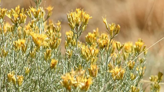 Delicate yellow desert flowers Kiger Lookout Diamond Steens Mountain Near Malhuer Wildlife Refuge 12