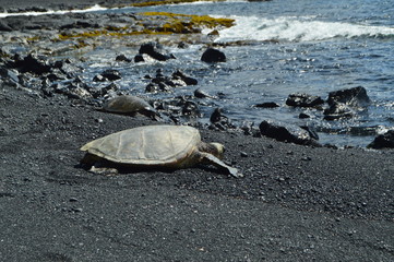 Turtles On A Black Sand Beach In Hawaii