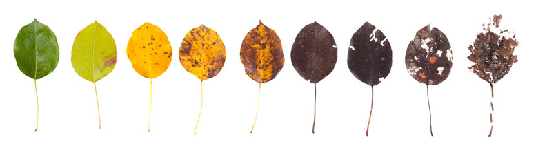 The concept of the biological life cycle. Row of leaves from green to rotten on a white background