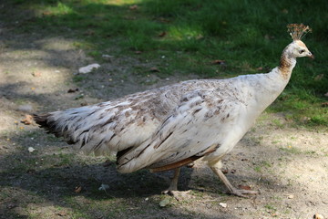 Pfau