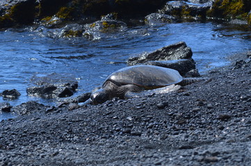 Turtles On A Black Sand Beach In Hawaii