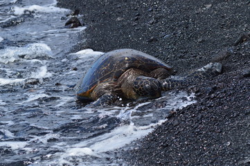 Turtles On A Black Sand Beach In Hawaii