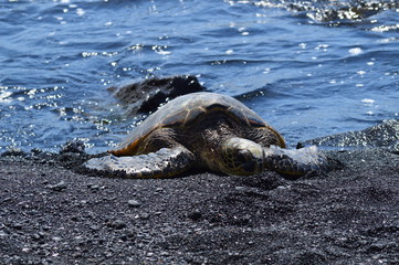Turtles On A Black Sand Beach In Hawaii