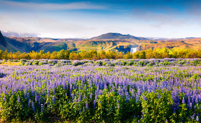 Fototapeta premium Blooming lupine flowers near amazing Skogafoss waterfall in south Iceland, Europe.