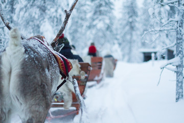 Reindeer Sledge ride through the snow in Finnish Lapland