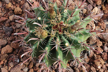 Cactus ferocactus pilosus 