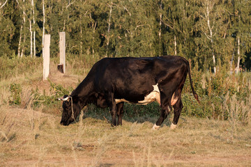 cow eat grass walking through the meadow