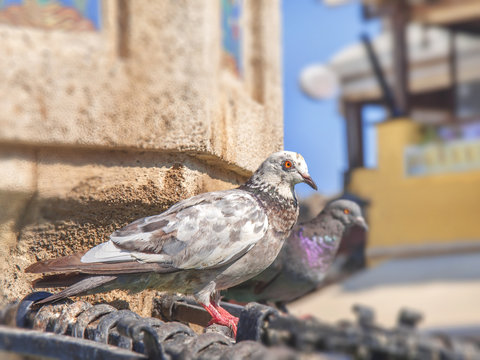 Cute white pigeon with black freckles standing on city fountain with another gray pigeon