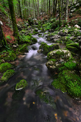 Forest stream