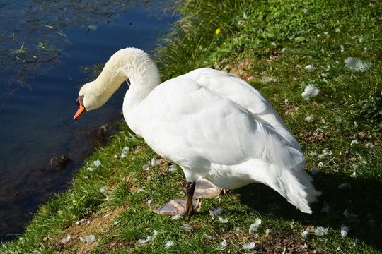Swan thinking to get in the water