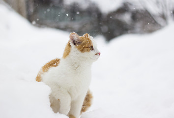 Cute little cat sitting in the snow