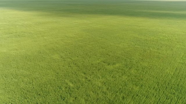 Top view of green wheat field during a strong wind