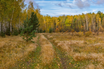 Fototapeta premium Landscape with earth road leading to morning mixed forest at fall season in Ukraine