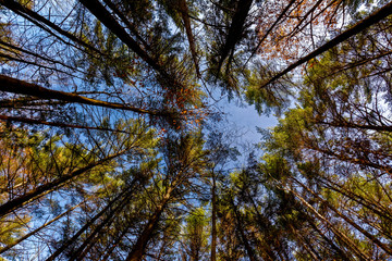 Trees from bottom in late fall