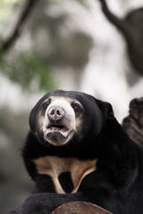 Malayan sun bear