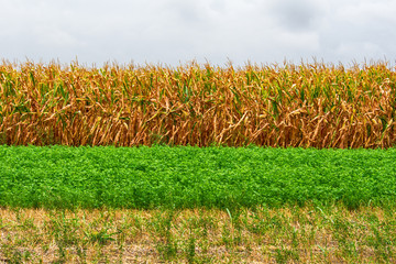 nature flag © nedomacki