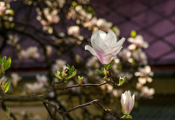 beautiful spring background with magnolia flowers. pink tender buds on branches