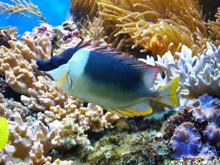 Fisch