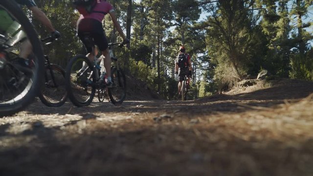 Group of mountain bike tourists in a pine forest