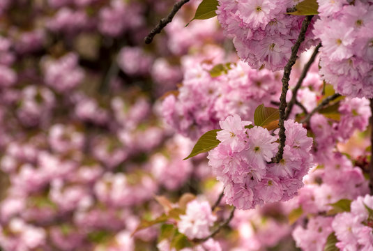 beautiful spring background with cherry blossom. pink tender buds on branches