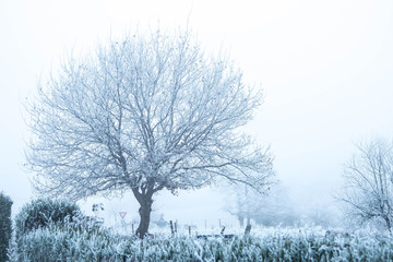 Frozen tree under the snow in winter