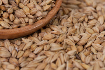 Barley beans. Grains of malt close-up. Barley on sacking background. Food and agriculture concept.