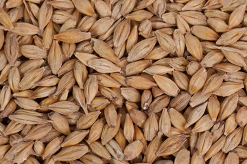 Barley beans. Grains of malt close-up. Barley on sacking background. Food and agriculture concept.