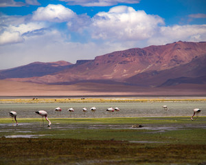 Wild Flamingos in Chile