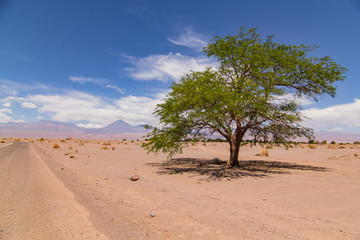 Fototapeta na wymiar Chilean Tree in the Desert