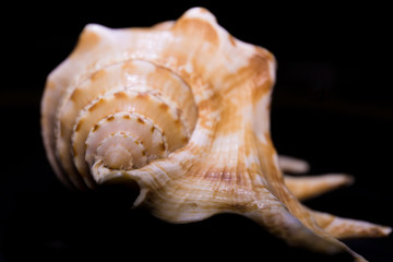 Conchiglia Lambis  a spirale  bianca e arancio con punte su fondo nero