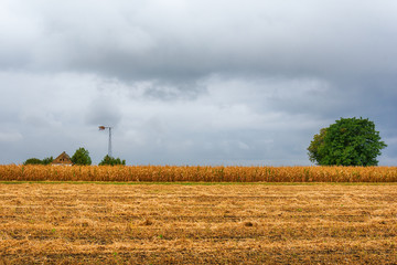 a beautiful field of corn and a crazy sky © nedomacki