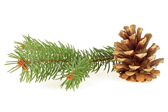 Pine cone and fir tree branch on a white background