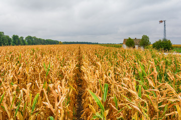 a beautiful field of corn and a crazy sky © nedomacki