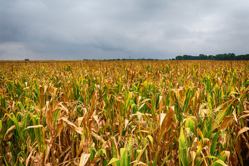 a beautiful field of corn and a crazy sky © nedomacki