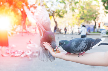 Pigeon eating from woman hand on the park,feeding pigeons in the park at the day time