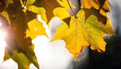 Yellow leaves of maple tree autumn background