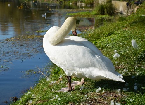 Swan on the grass