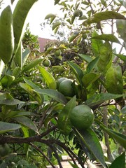 mandarins are ripening in the garden